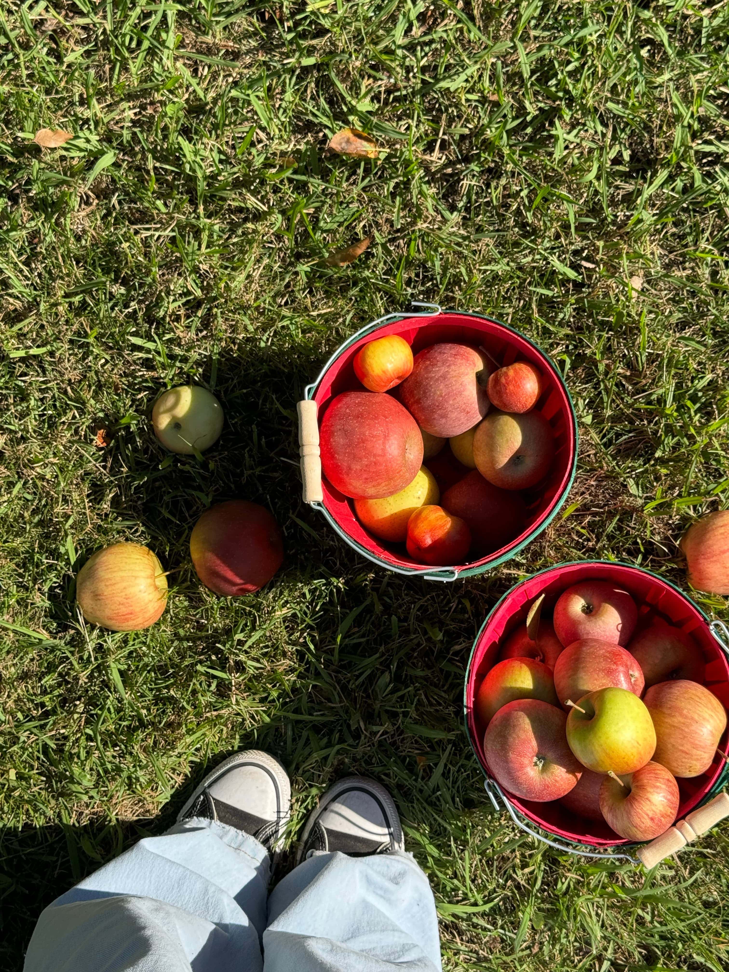 Freshly picked apples in red baskets on the grass during a sunny fall apple orchard visit
